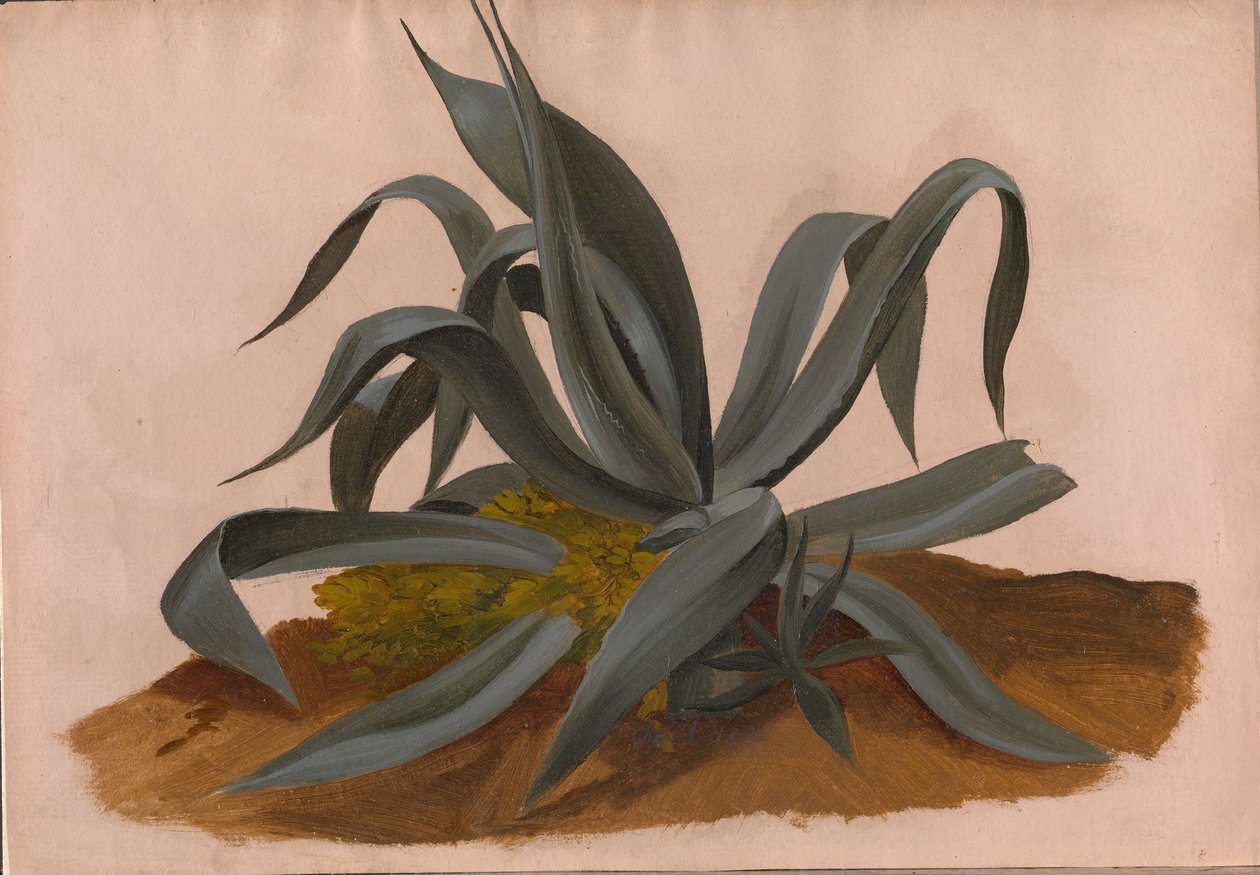 Egy agave tanulmányozása alkotó: Johan Christian Dahl