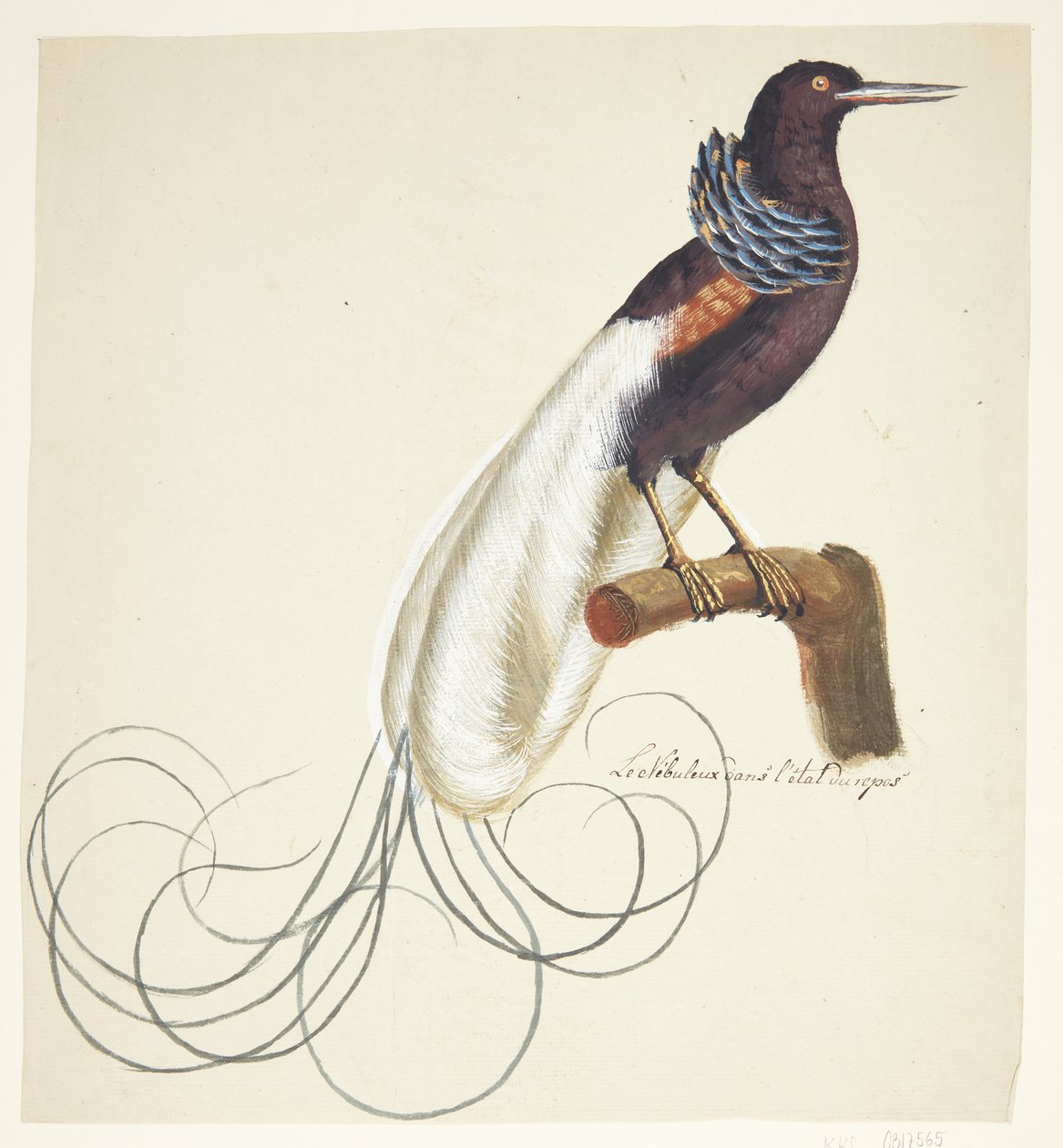 Egzotikus madár alkotó: Johan Christian Ernst Walter