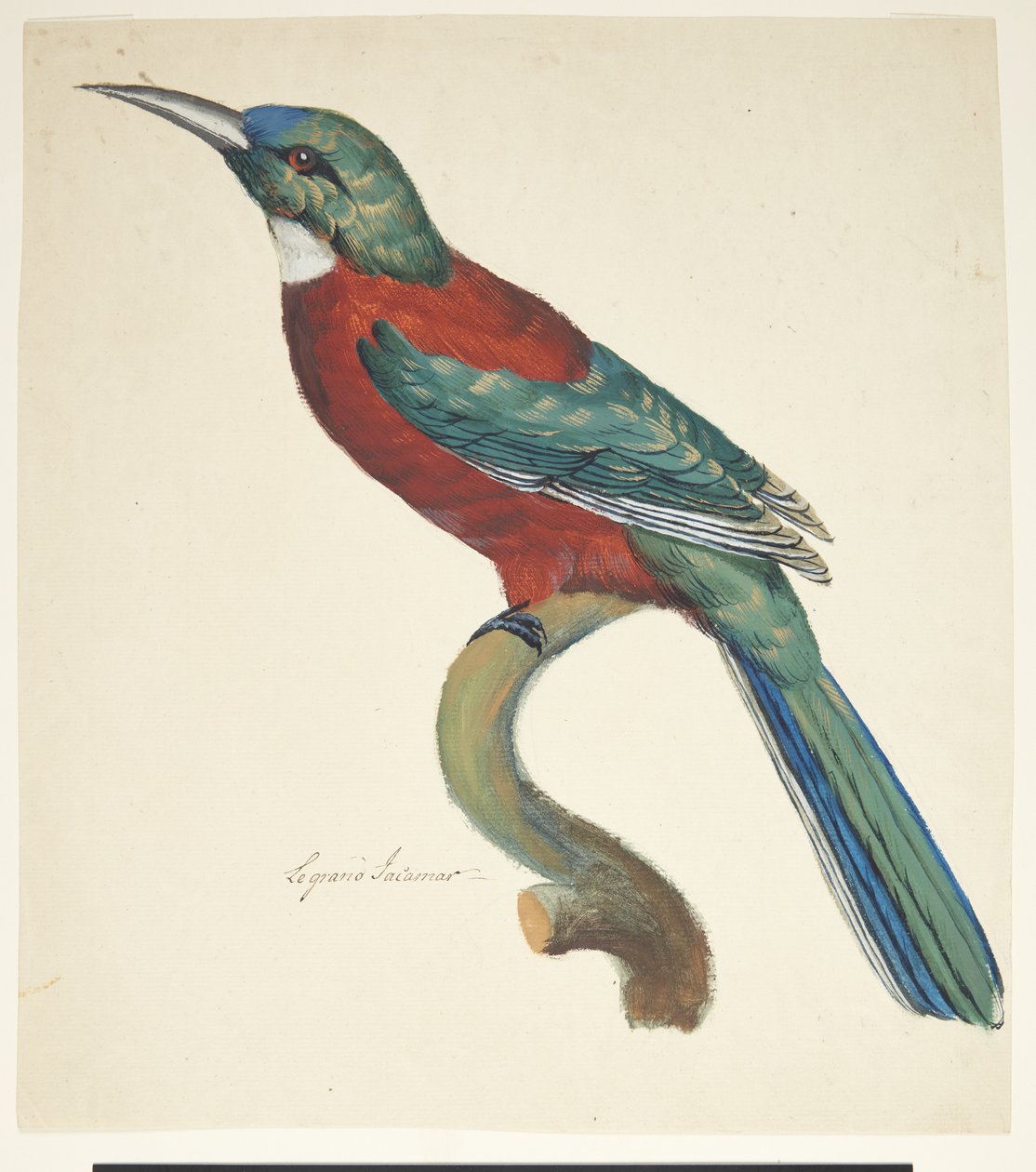 Egzotikus madár alkotó: Johan Christian Ernst Walter