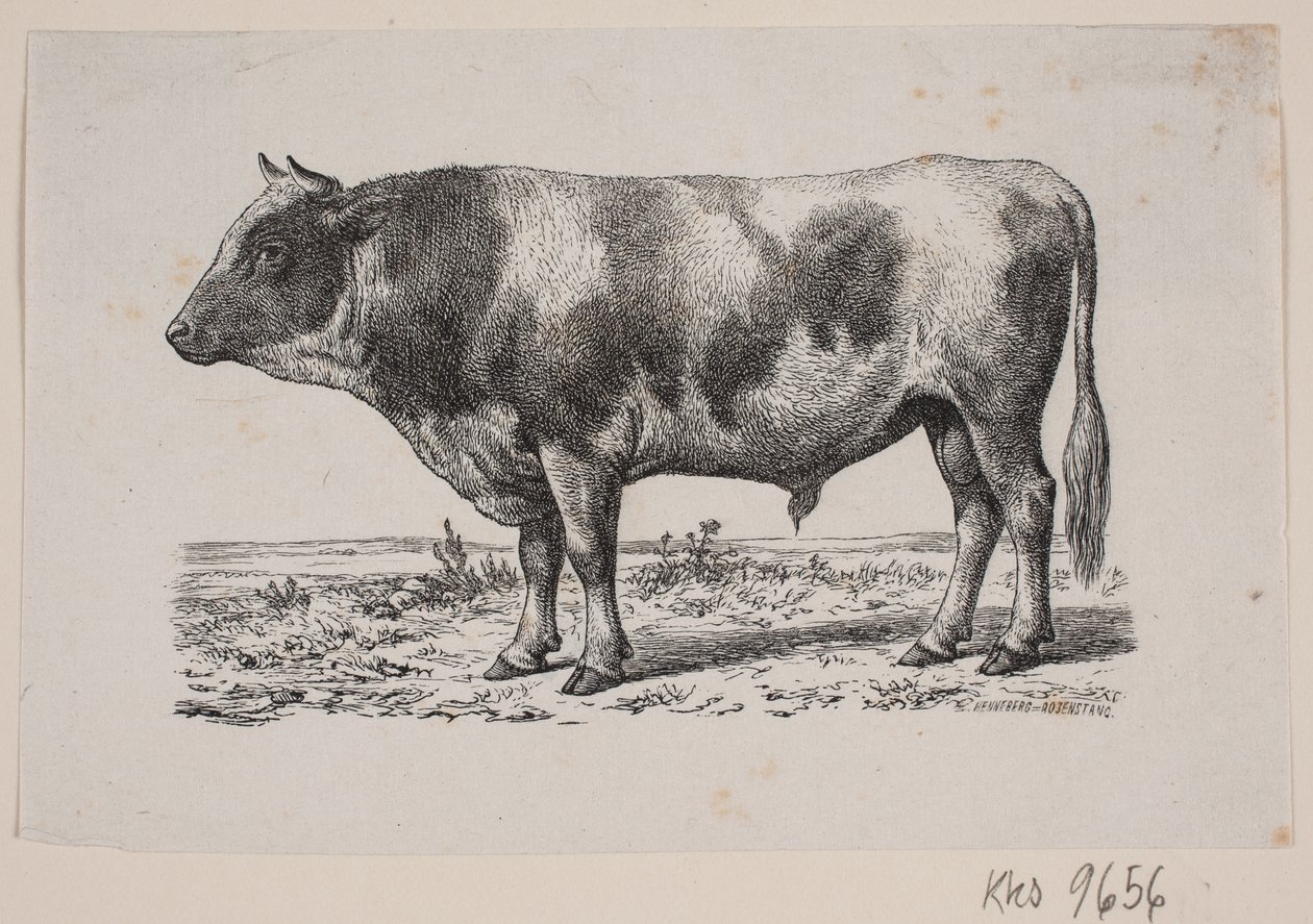 Egy bika alkotó: Johan Frederik Rosenstand