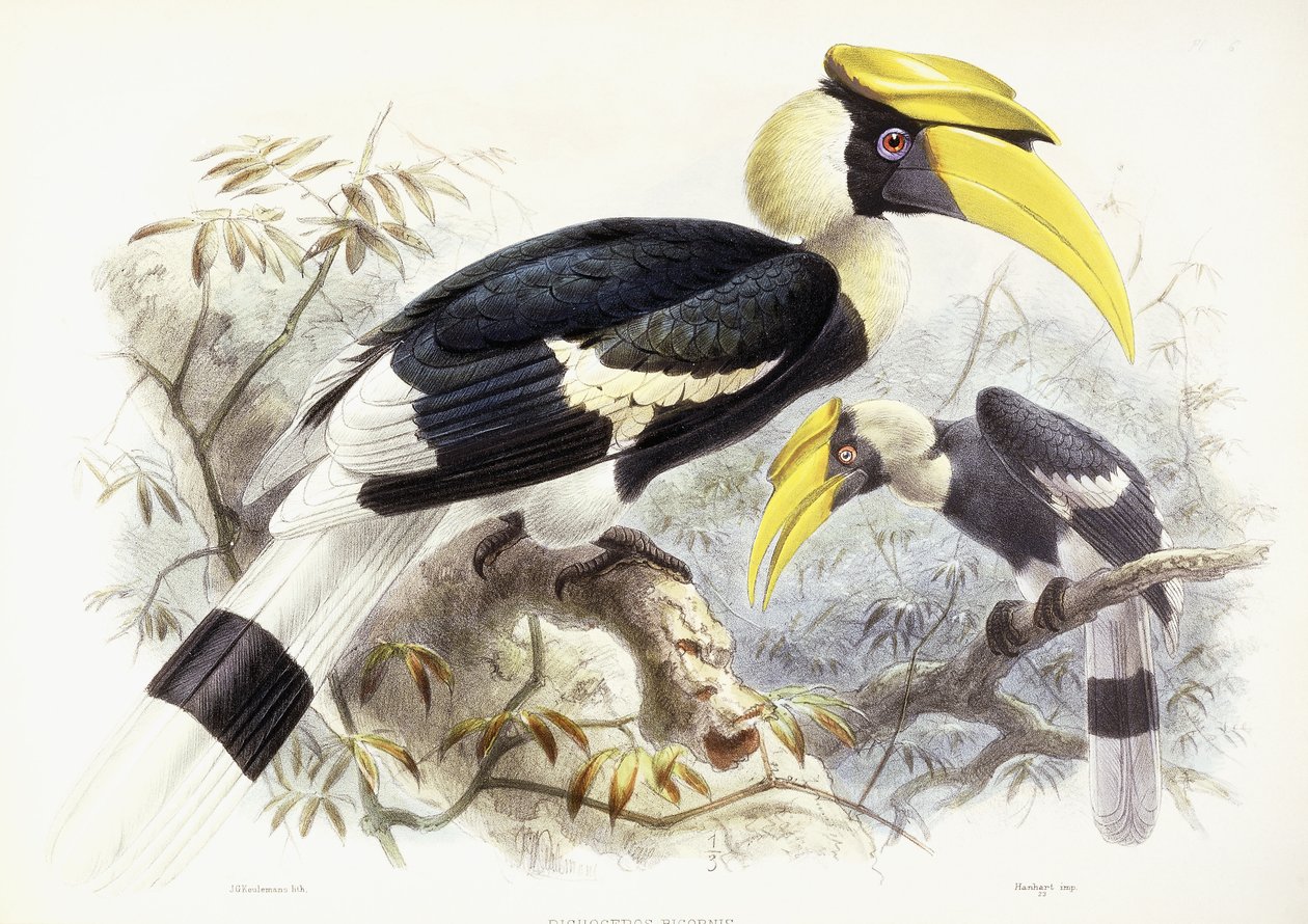 Dichocerus Bicornis, 1876-1882 alkotó: Johan Gerard Keulemans