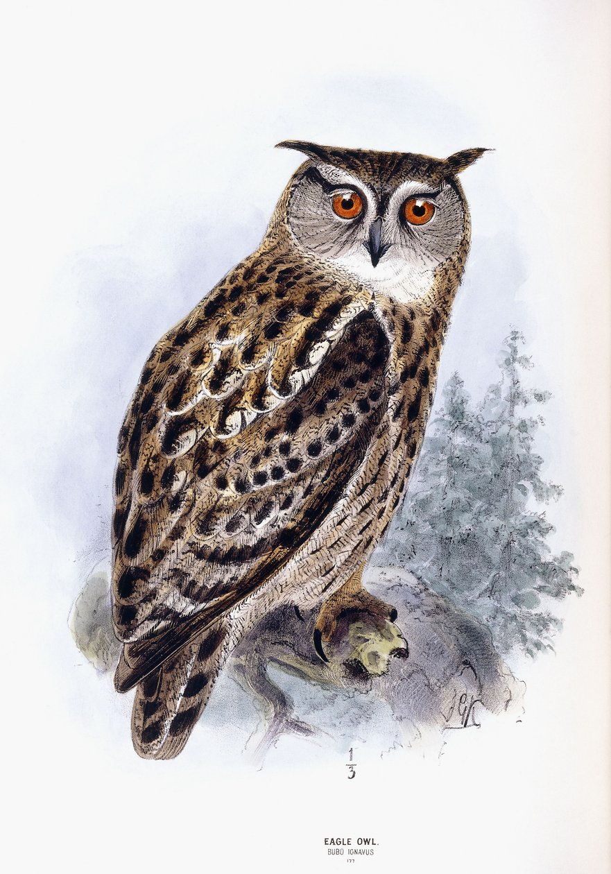 Sas bagoly alkotó: Johan Gerard Keulemans