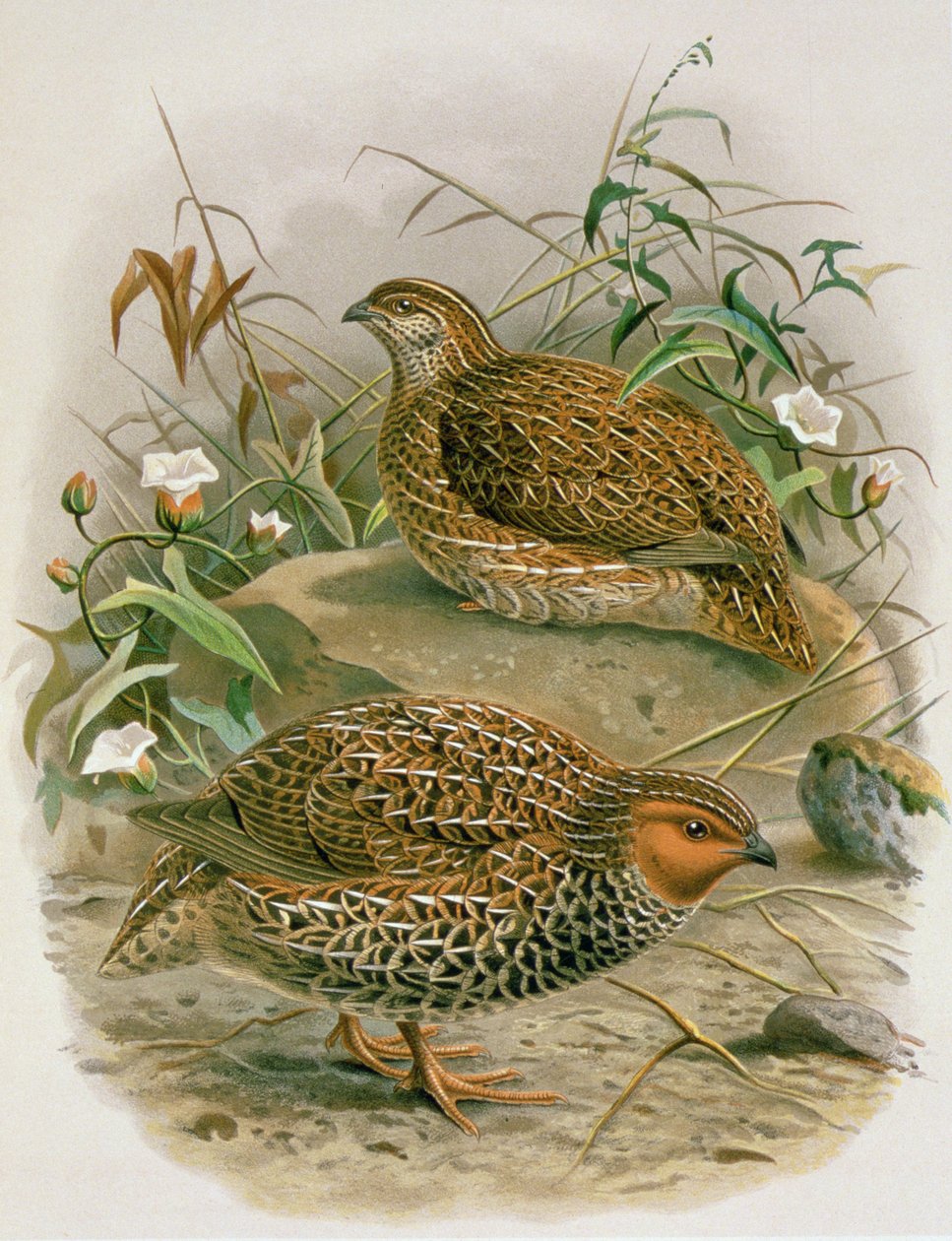 Új-zélandi fürj, illusztráció az „Új-Zélandi madarak története” című művéből, W.L. Buller, 1887-88 (chromolitho) alkotó: Johan Gerard Keulemans