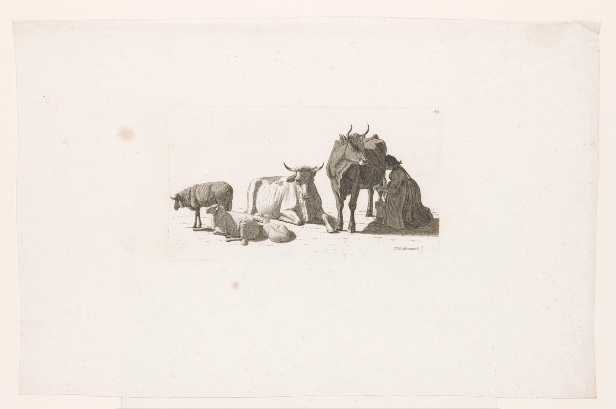 Nő fejés egy tehenet, szarvasmarha és juh. alkotó: Johan Jakob Biedermann