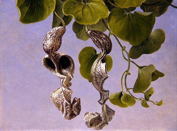 Osterluzei Virágok (Aristolochia cymbifera) alkotó: Johan Laurents Jensen