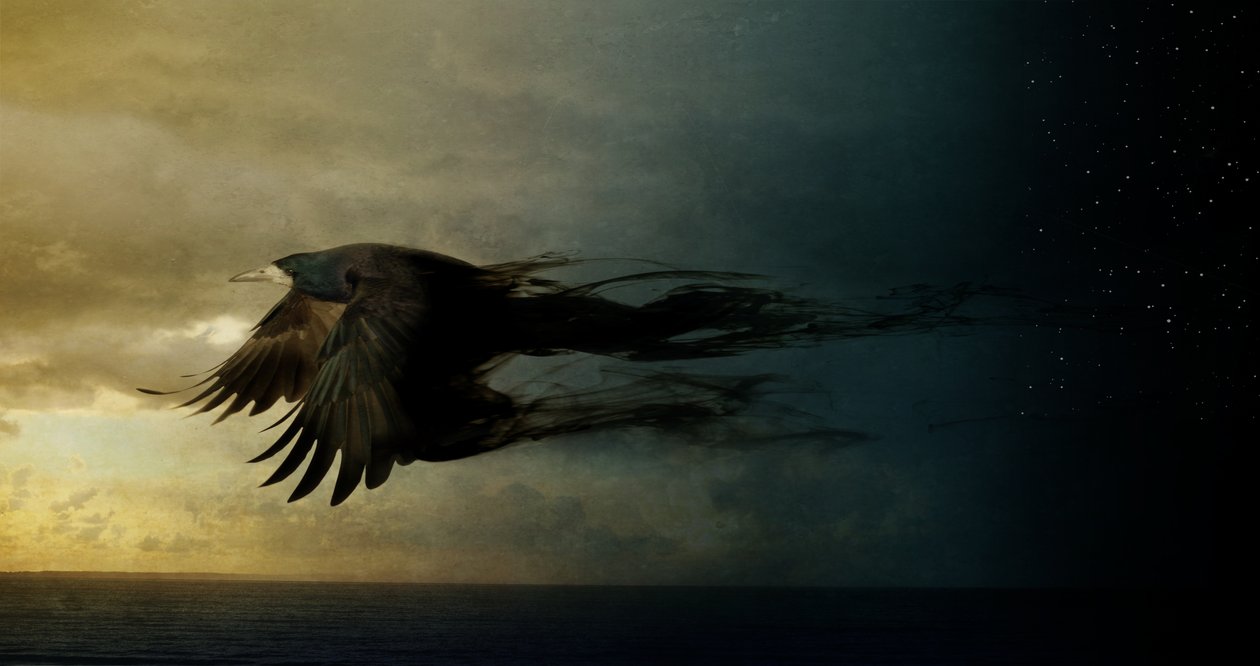 Bird Kingdom 2, 2018 (fotóművészet) alkotó: Johan Lilja