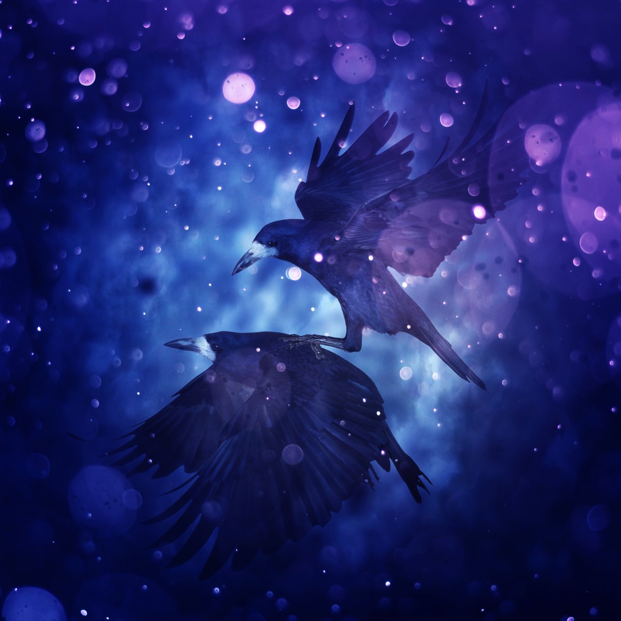 Bird Kingdom 3, 2018 (digitális fotóművészet) alkotó: Johan Lilja
