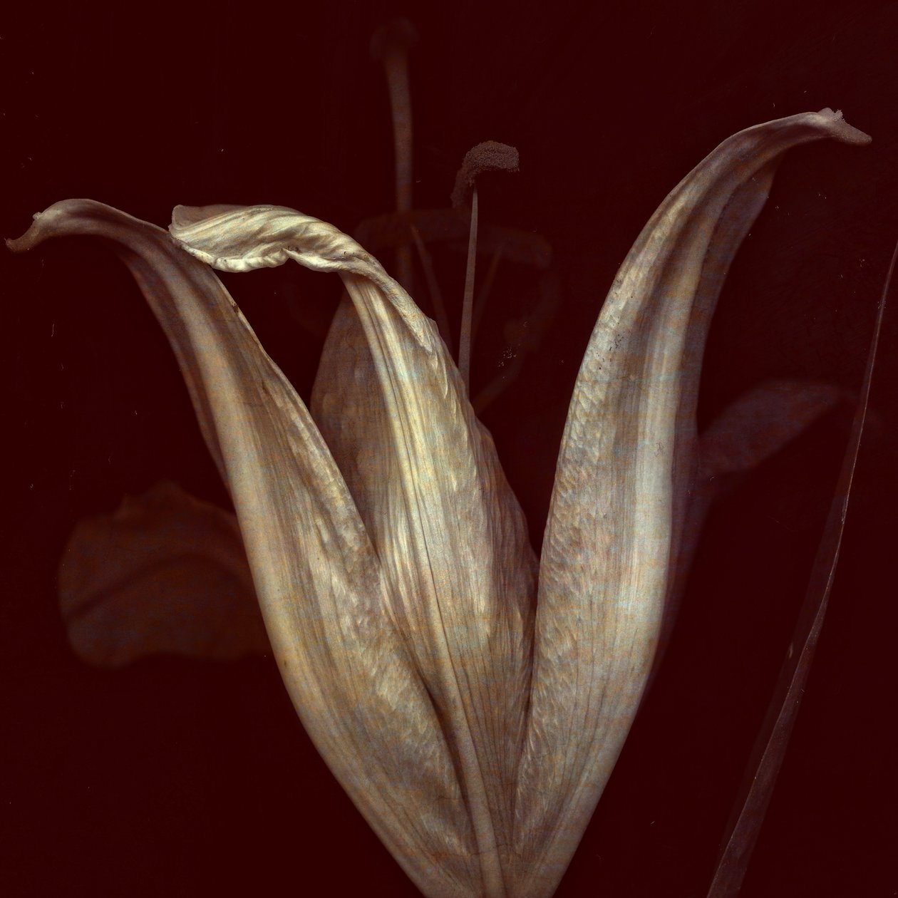 Liliom 2, 2018 (digitális fotóművészet) alkotó: Johan Lilja