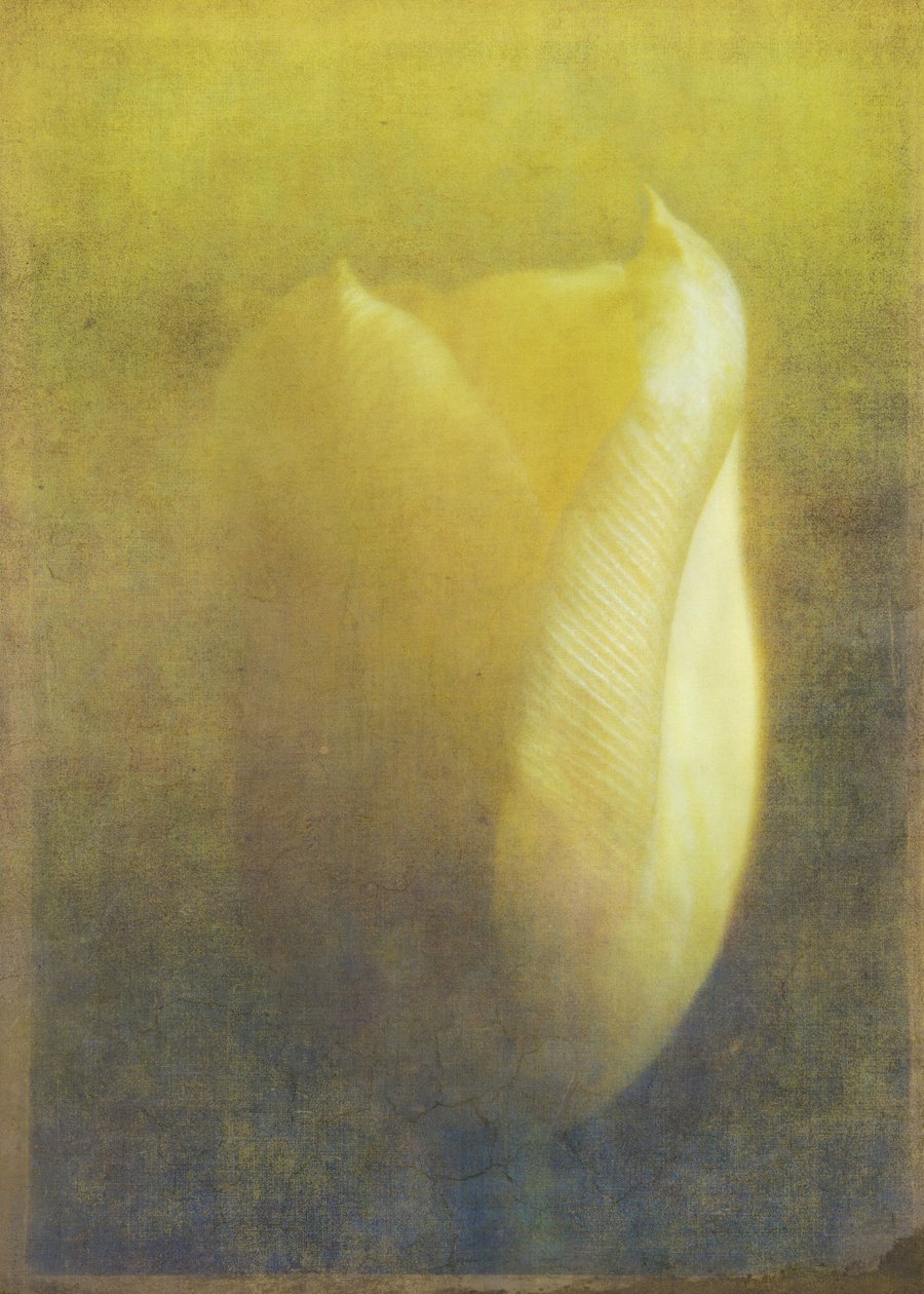 Tulipán, 2015 (digitális fotóművészet) alkotó: Johan Lilja