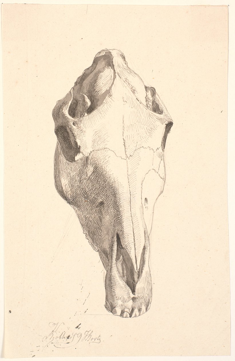 Szarvas Cranium alkotó: Johan Thomas Lundbye