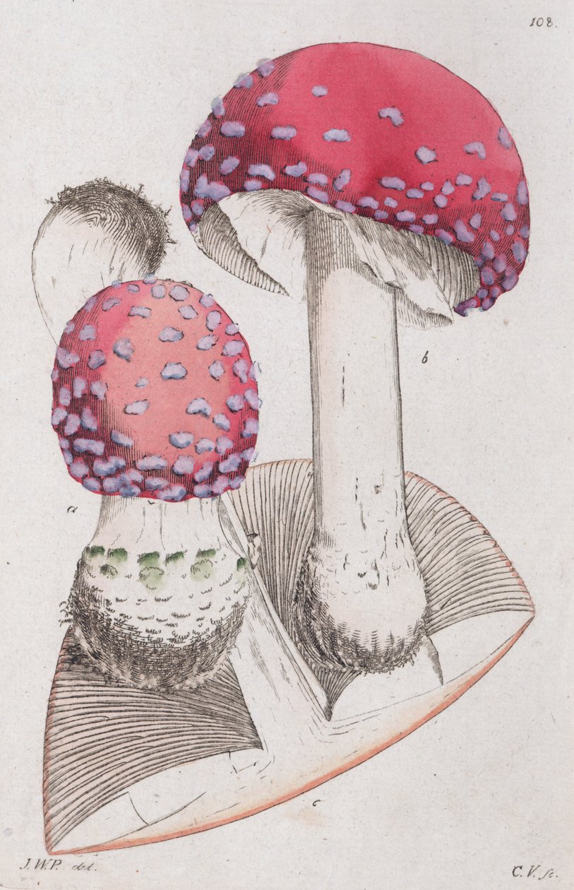 Amanita muscaria, 1804-1811 alkotó: Johan Wilhelm Palmstruch