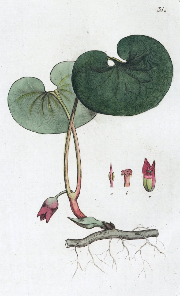 Asarabacca Asarum europaeum, 1804-1811 alkotó: Johan Wilhelm Palmstruch