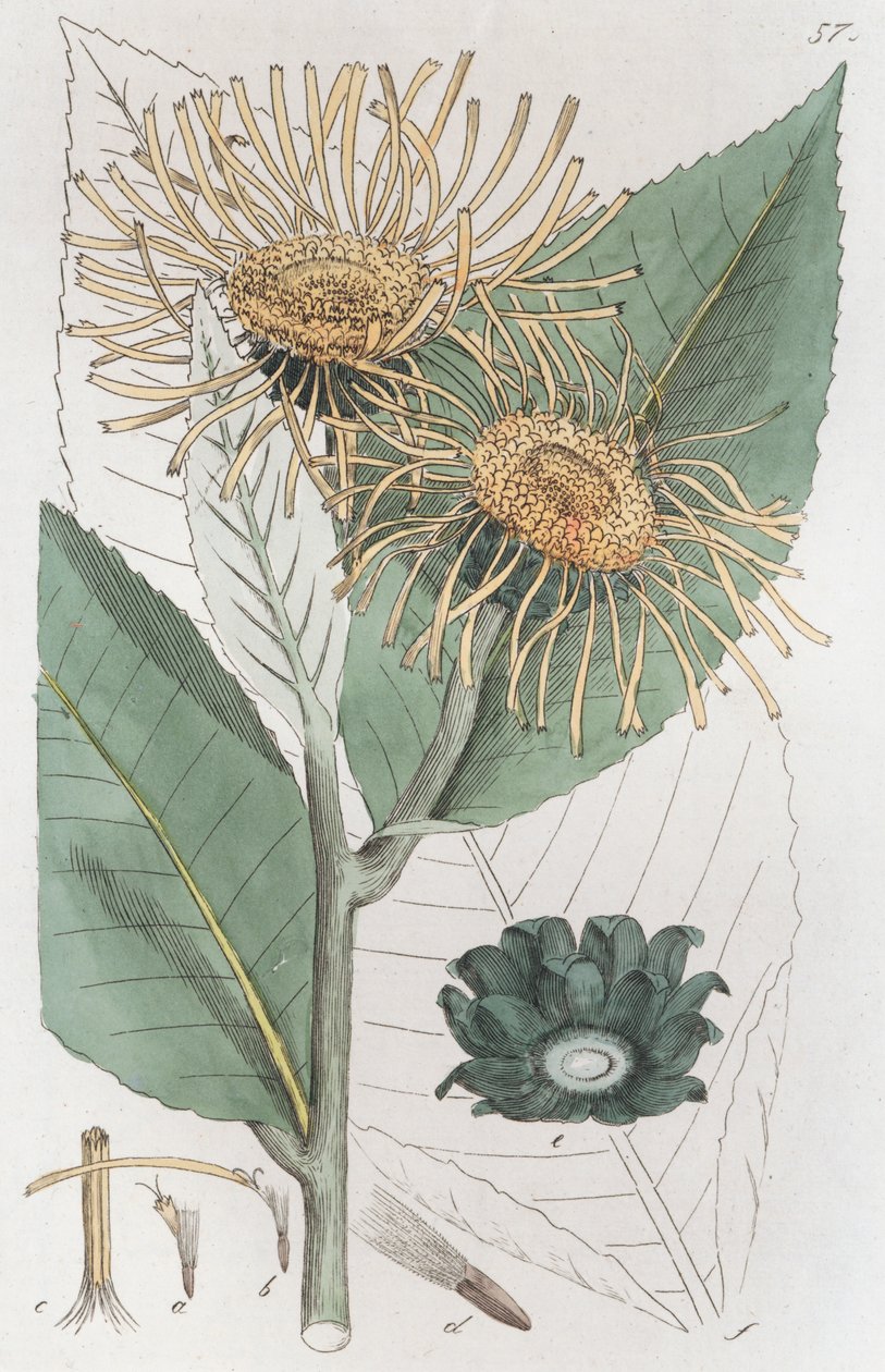 Elecampane Inula helenium, 1804-1811 alkotó: Johan Wilhelm Palmstruch