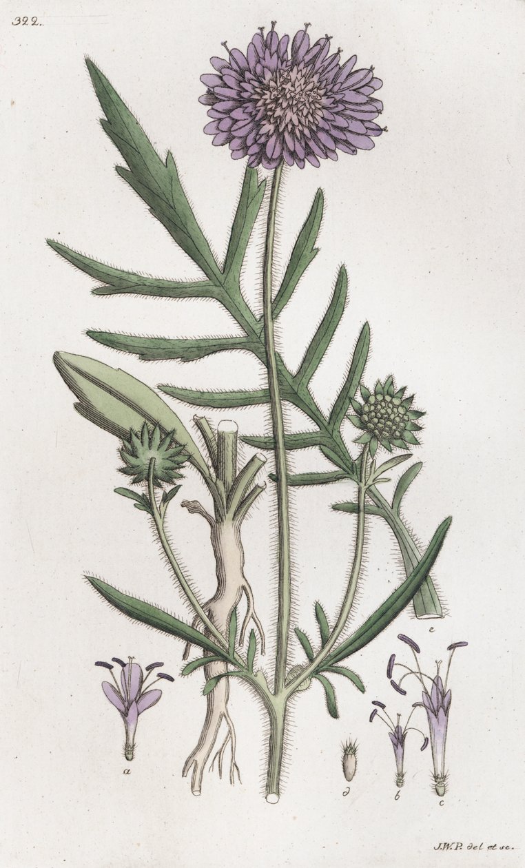 Mezei Scabious Knautia arvensis, 1804-1811 alkotó: Johan Wilhelm Palmstruch