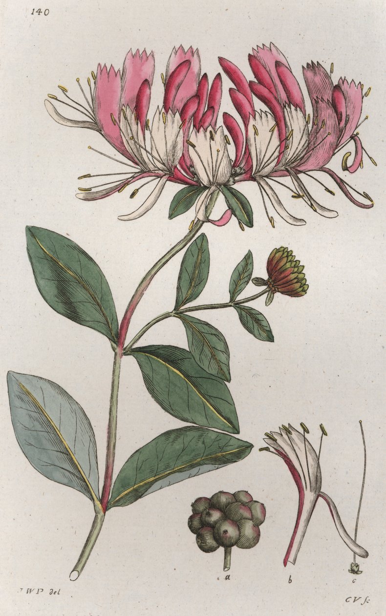 Honeysuckle Lonicera periclymenum, 1804-1811 alkotó: Johan Wilhelm Palmstruch