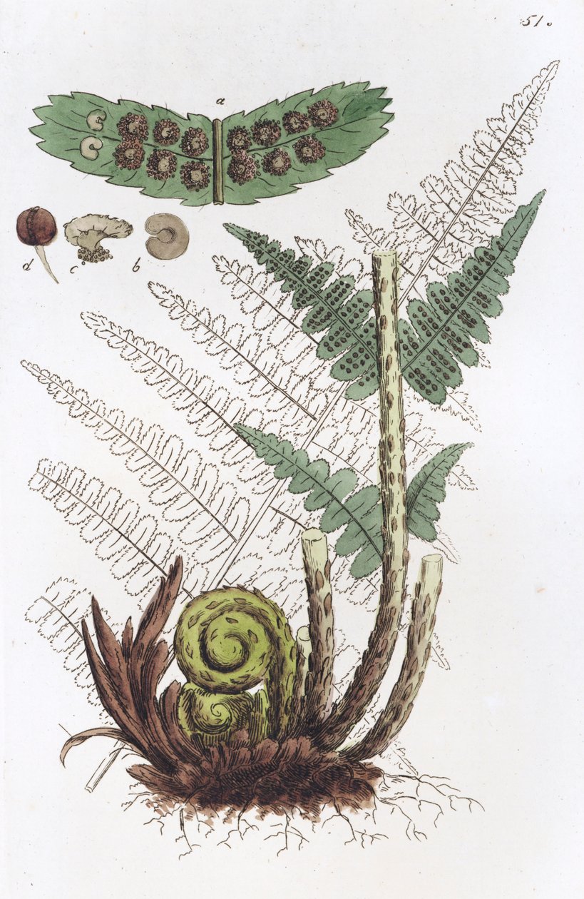 Hím páfrány Dryopteris fern-mas, 1804-1811 alkotó: Johan Wilhelm Palmstruch