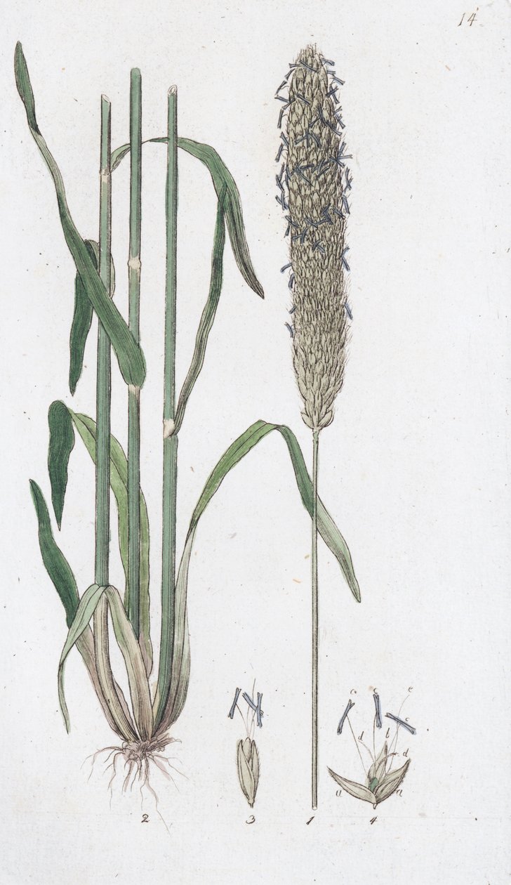 Réti rókafarkkóró Alopecurus pratensis, 1804-1811 alkotó: Johan Wilhelm Palmstruch