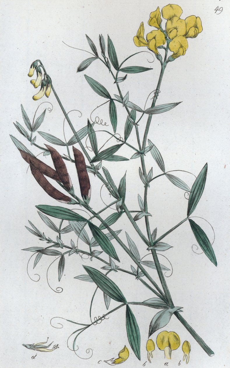 Réti pocok Lathyrus pratensis, 1804-1811 alkotó: Johan Wilhelm Palmstruch