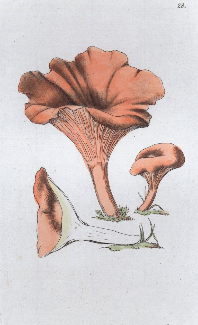 Merulius cantharellus, 1804-1811 alkotó: Johan Wilhelm Palmstruch
