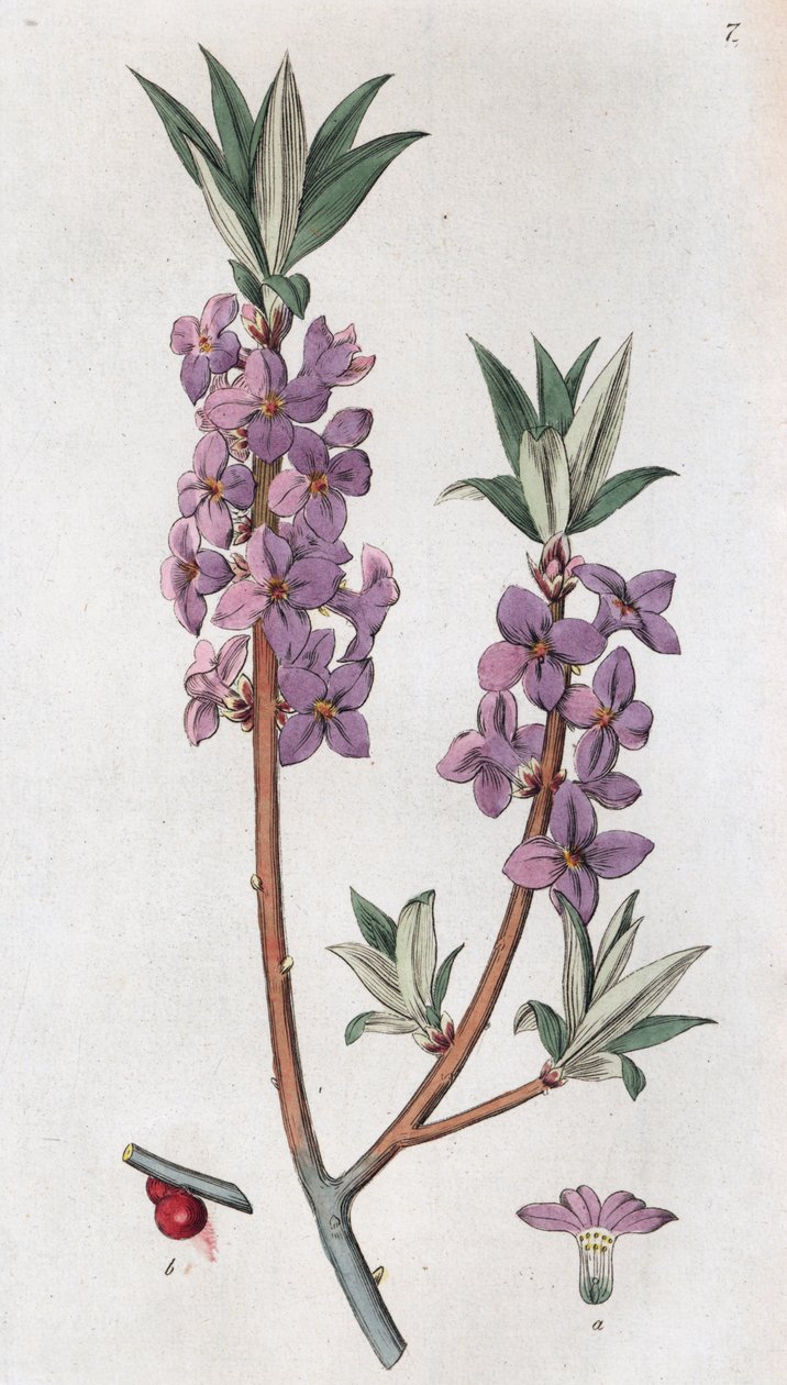 Mezereon Daphne mezereum, 1804-1811 alkotó: Johan Wilhelm Palmstruch