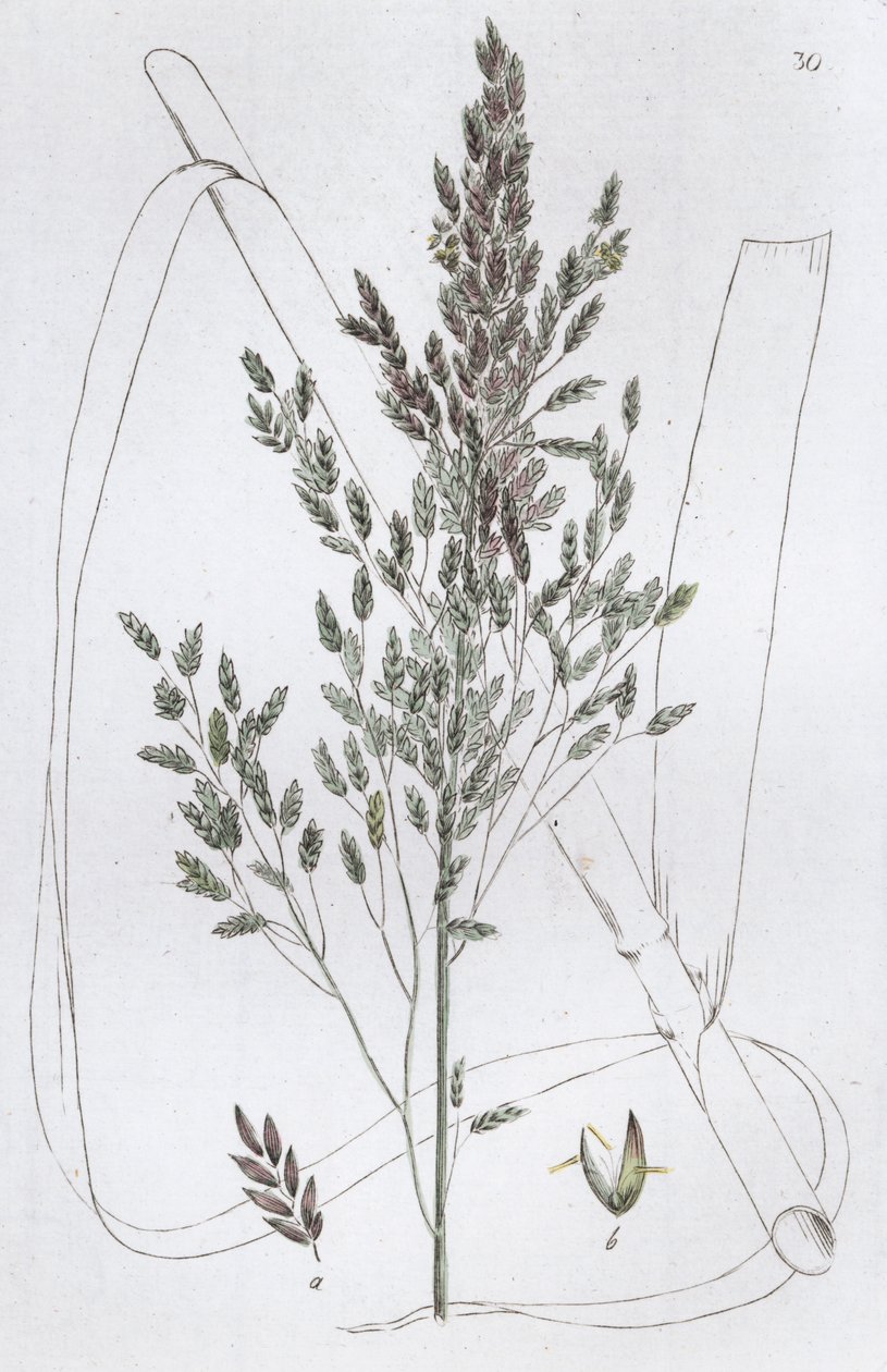 Reed Sweet Grass Poa aquatica, 1804-1811 alkotó: Johan Wilhelm Palmstruch