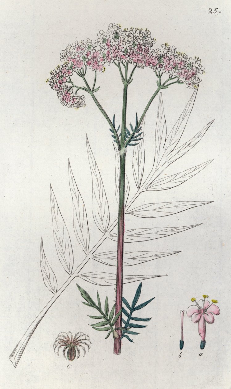 Valerian Valeriana officinalis, 1804-1811 alkotó: Johan Wilhelm Palmstruch