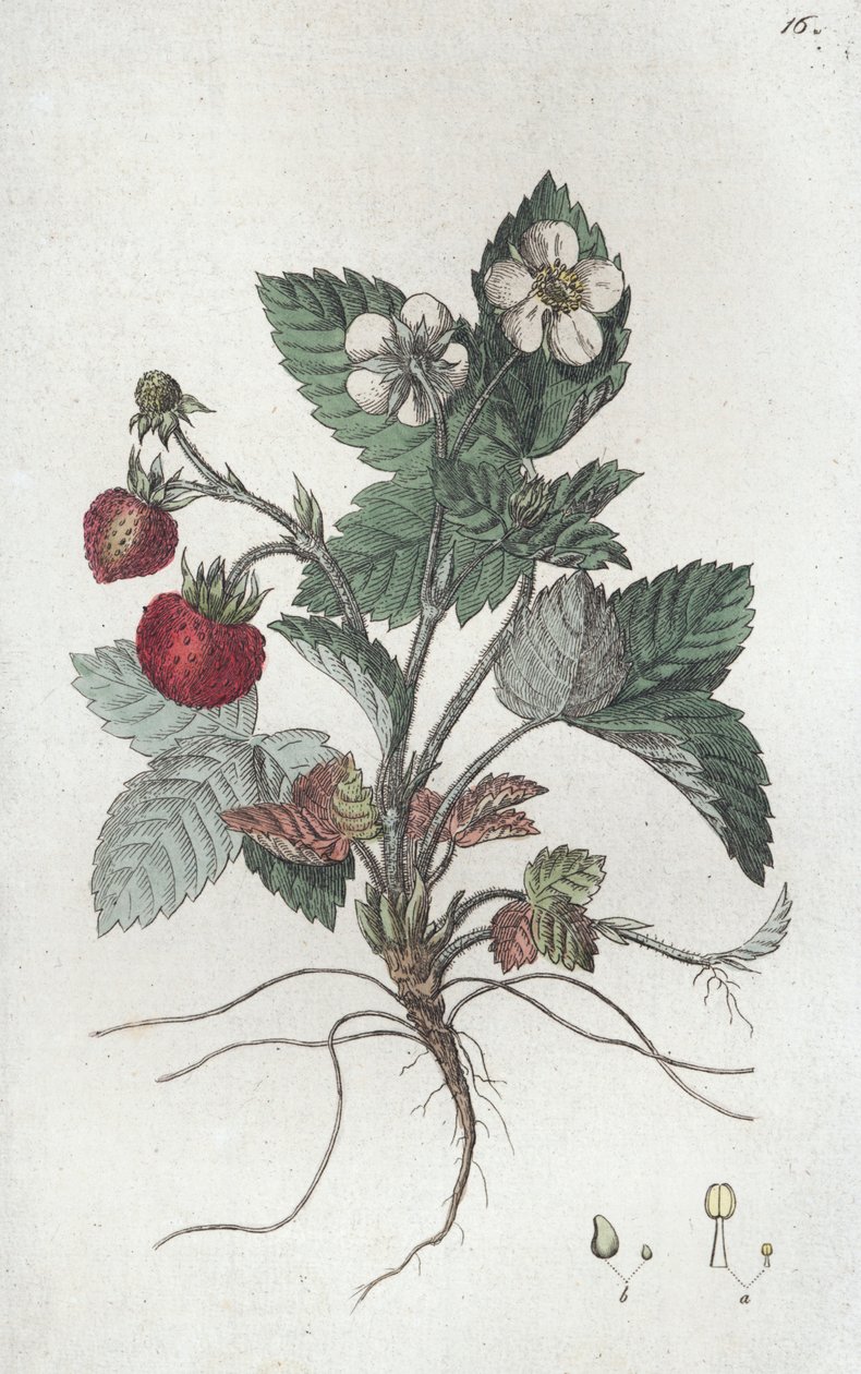 Vadeper Fragaria vesca, 1804-1811 alkotó: Johan Wilhelm Palmstruch