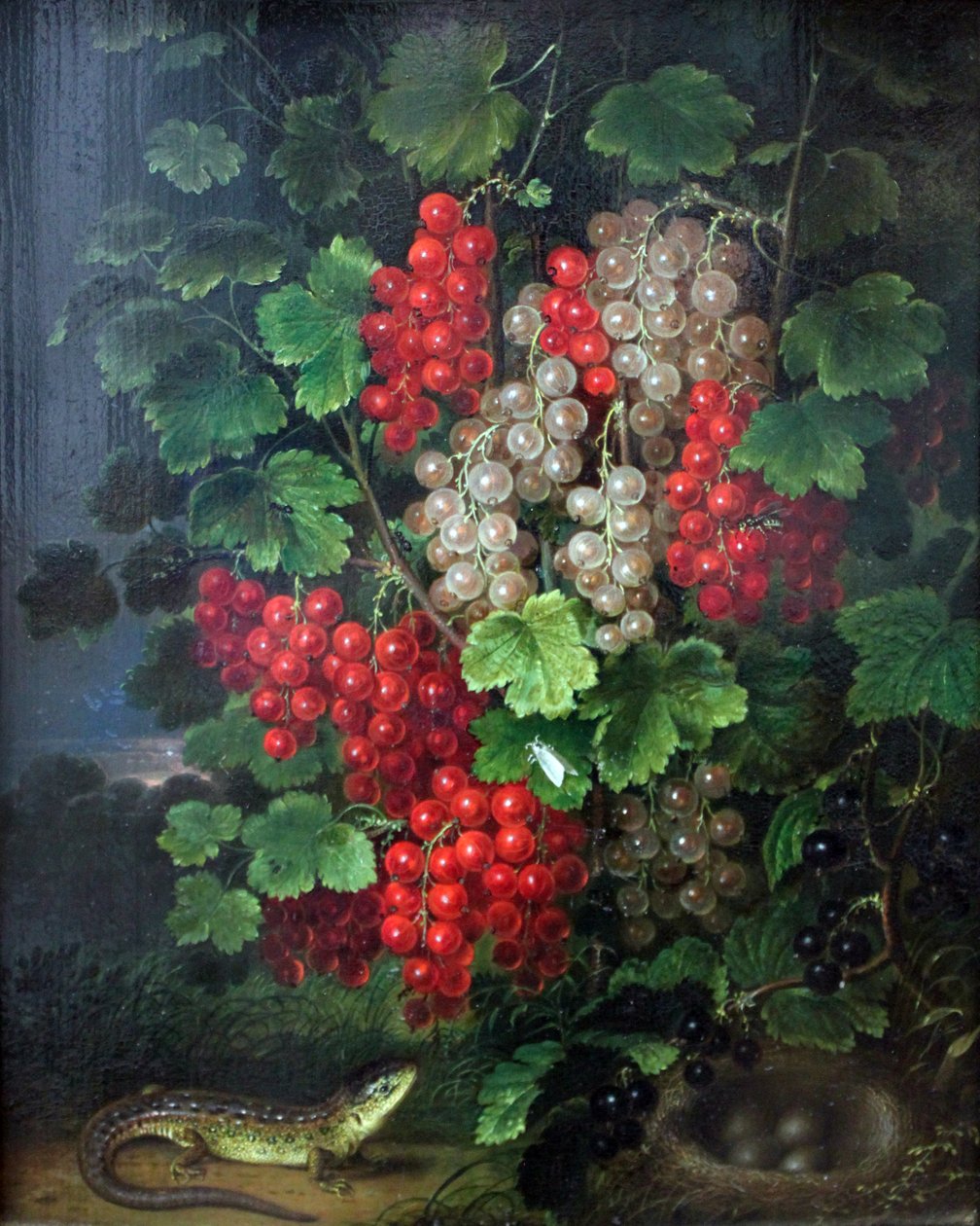 Vörös ribizli alkotó: Johann Adam Schlesinger
