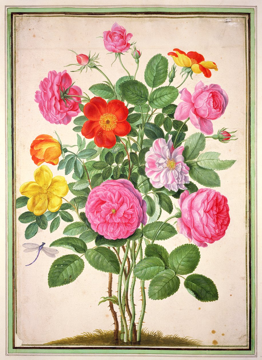 Rózsák, 4. tányér a Nassau Florilegiumból alkotó: Johann Jakob Walther