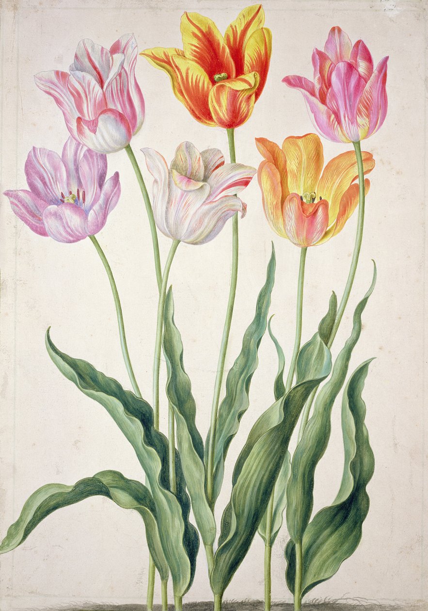 Tulipánok a „Nassau Florilegiumból” alkotó: Johann Jakob Walther