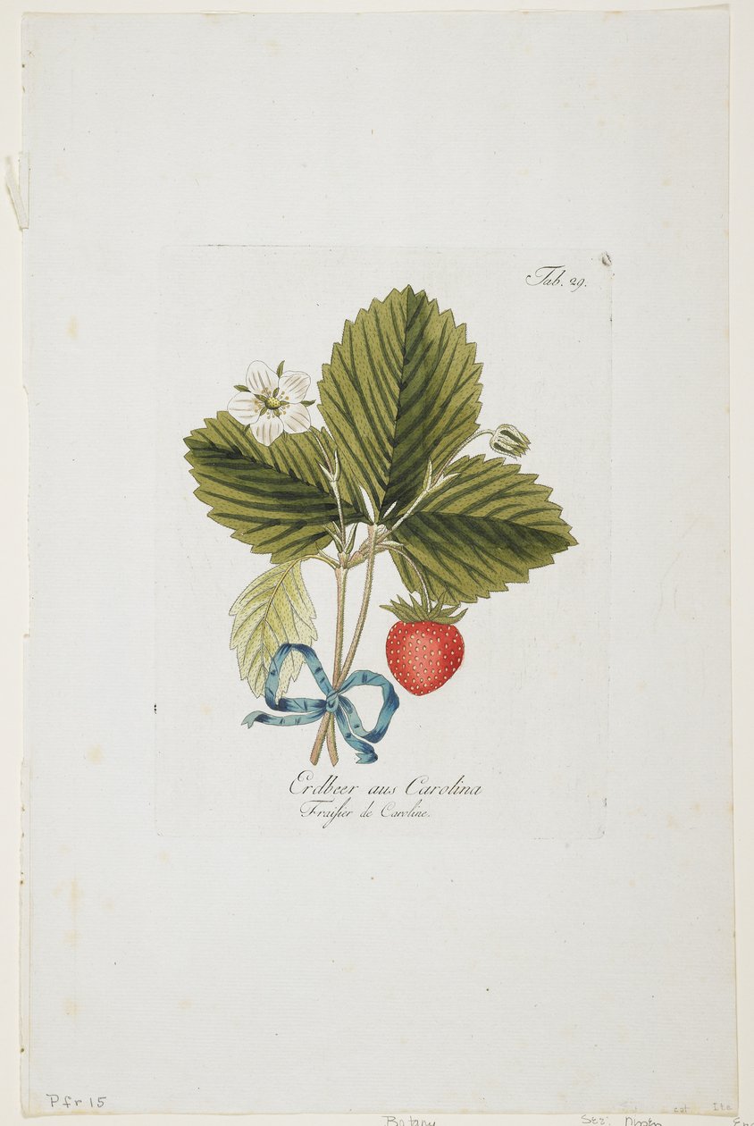 Erdbeer aus Carolina a „Pomona Austriacából, avagy Ausztria gyümölcsfái”, 1787-96 (kézzel színezett metszet) alkotó: Johann Kraft