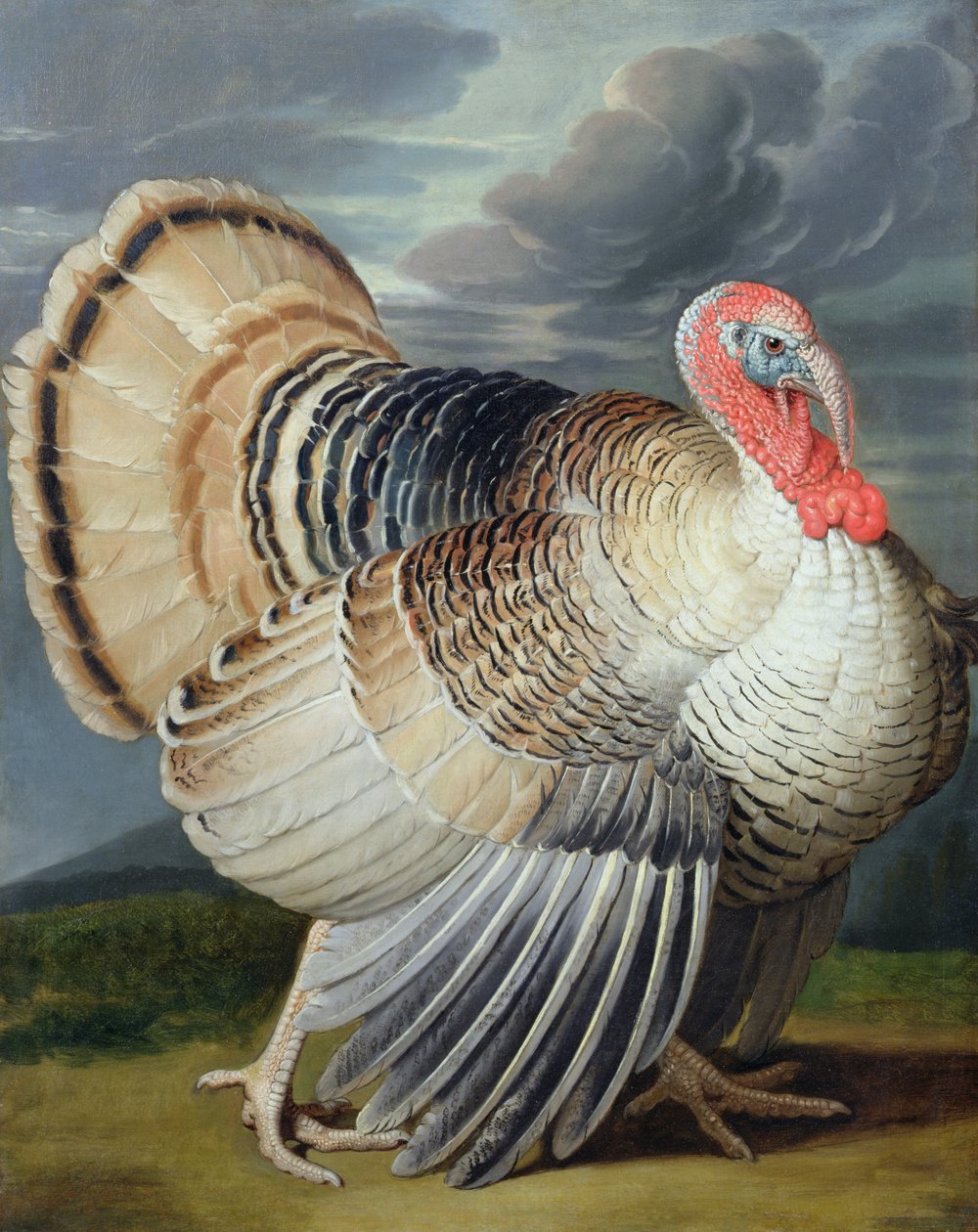 Egy pulyka portréja alkotó: Johann Wenceslaus Peter Wenzal