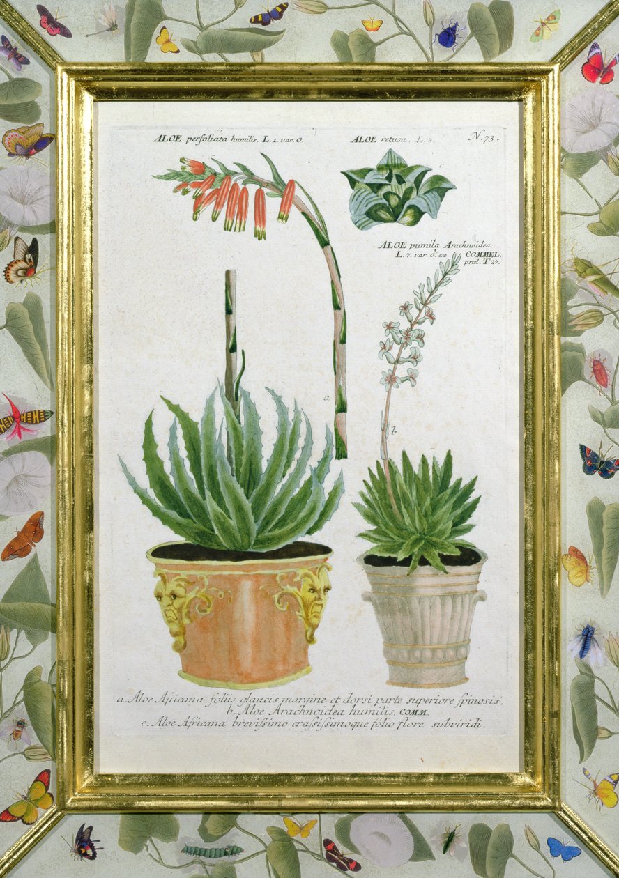 Aloe, 1740 körül (kézzel színezett metszet) alkotó: Johann Wilhelm Weinman