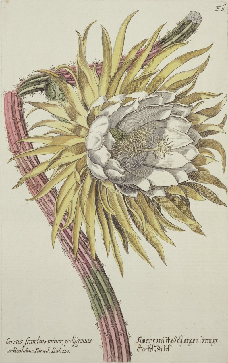 Cereus Scandens Minor Polygonus a "Phythanthoza Iconographica" című, Németországban 1737-45-ben kiadott kötetből. alkotó: Johann Wilhelm Weinman