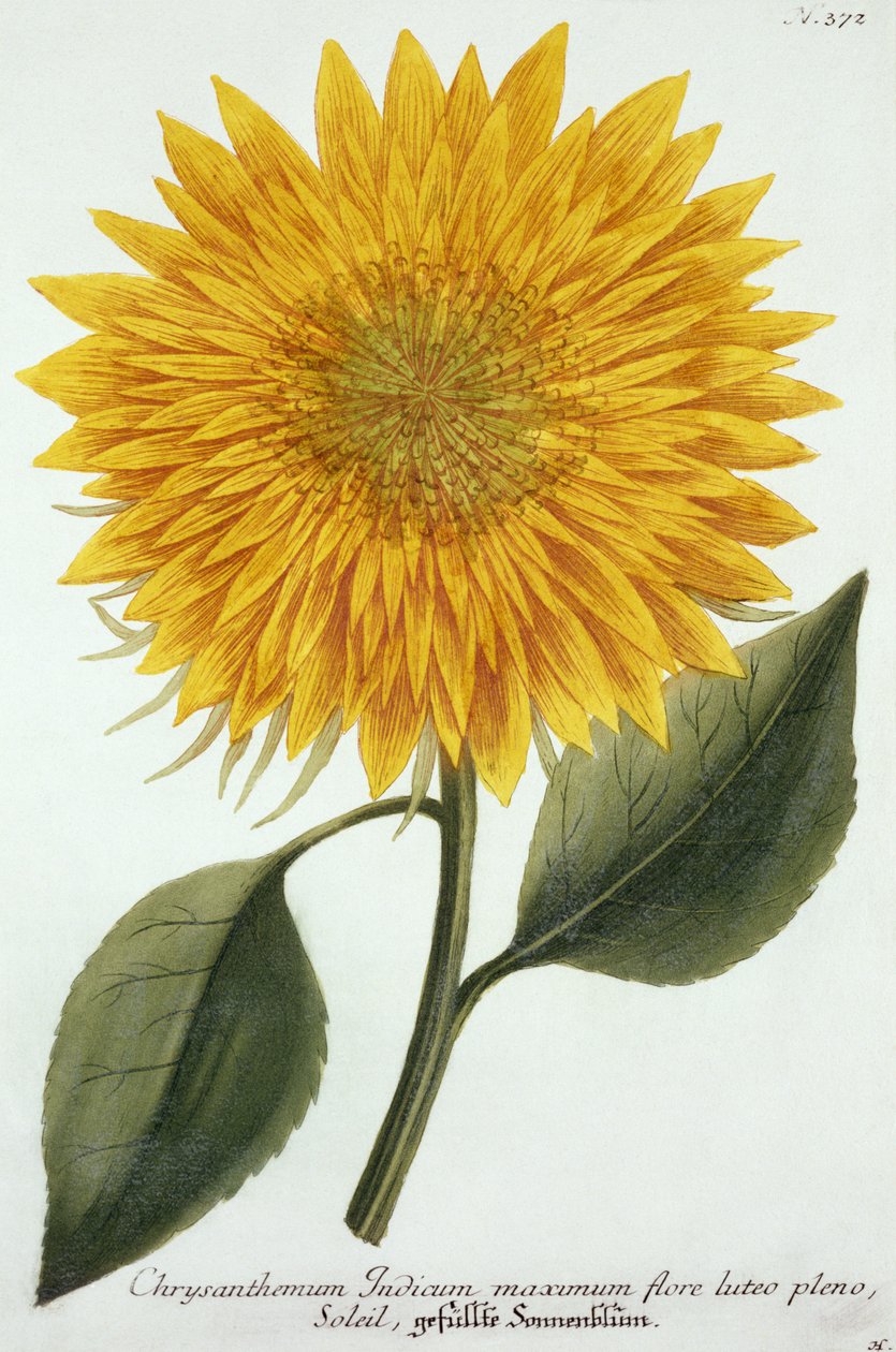 Chrysanthemum Indicum a "Pythanthoza Iconographica" című, 1737-45-ben Németországban kiadott könyvből. alkotó: Johann Wilhelm Weinman