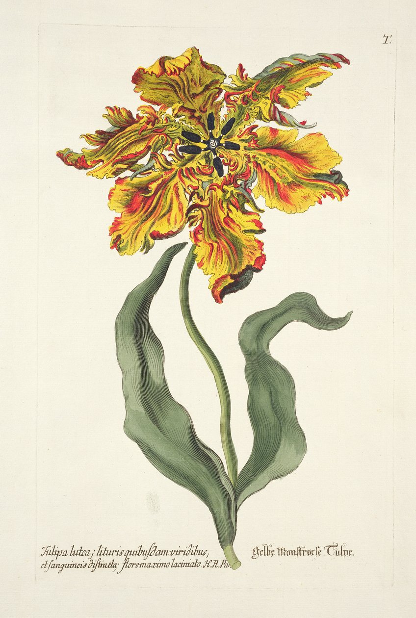 Tulipa Lutea a „Phythanthoza Iconographica”-ból, Németországban, 1737-45 alkotó: Johann Wilhelm Weinman