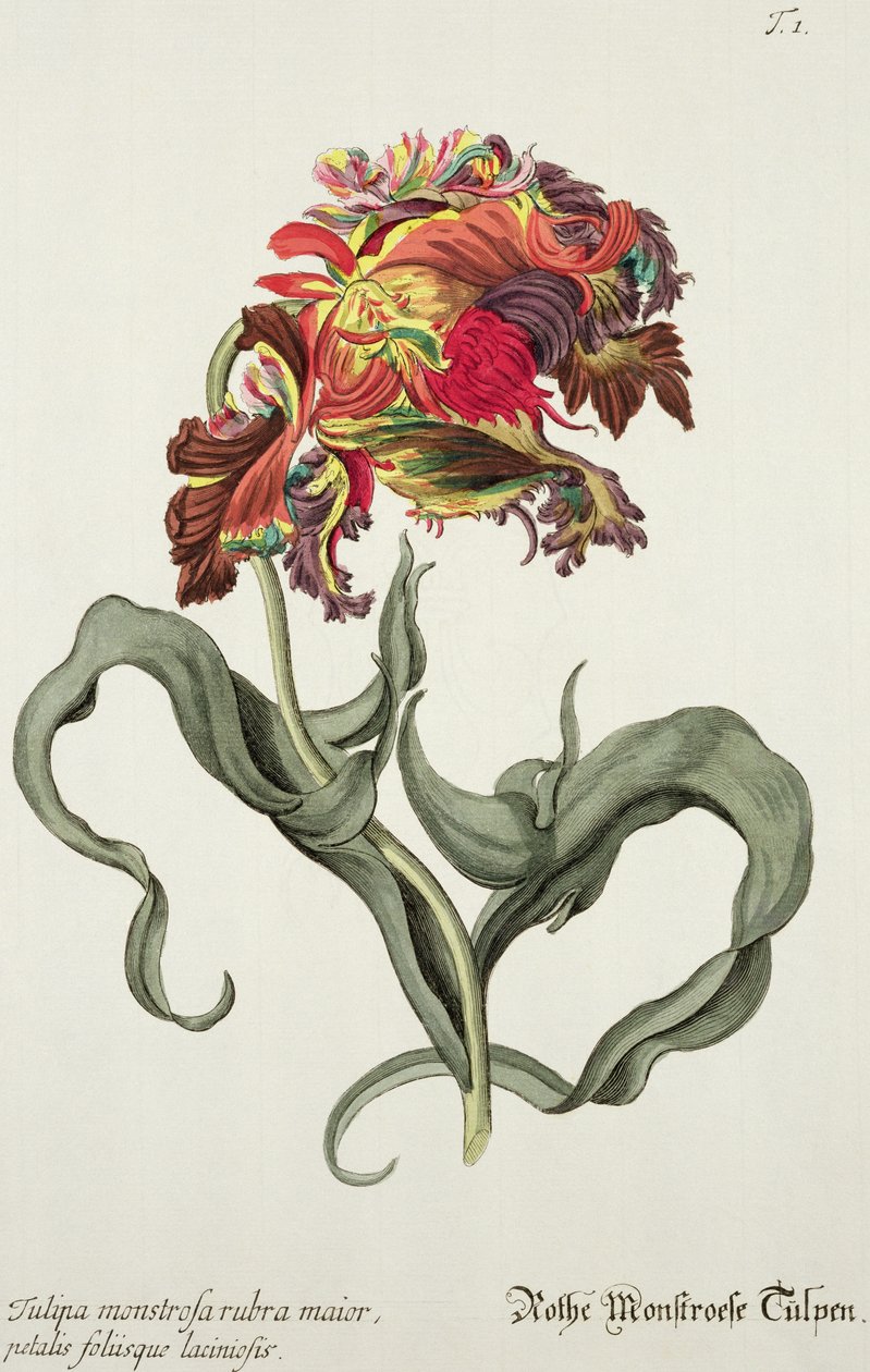 Tulipa Monstrosa Rubra Maior a „Phythanthoza Iconographica”-ból, Németországban, 1737-45 alkotó: Johann Wilhelm Weinman