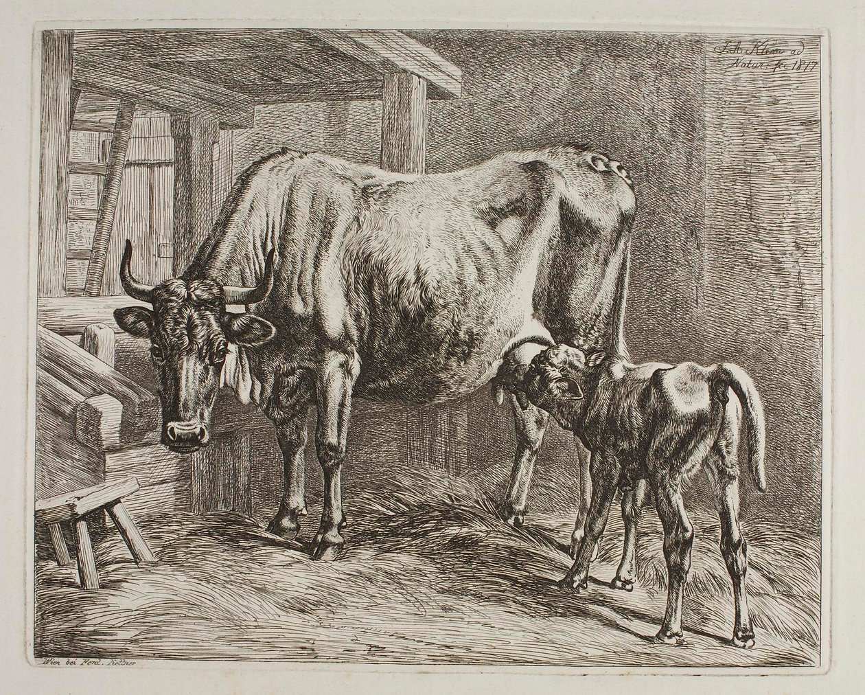 Tehén szopó borjúval alkotó: Johann Adam Klein