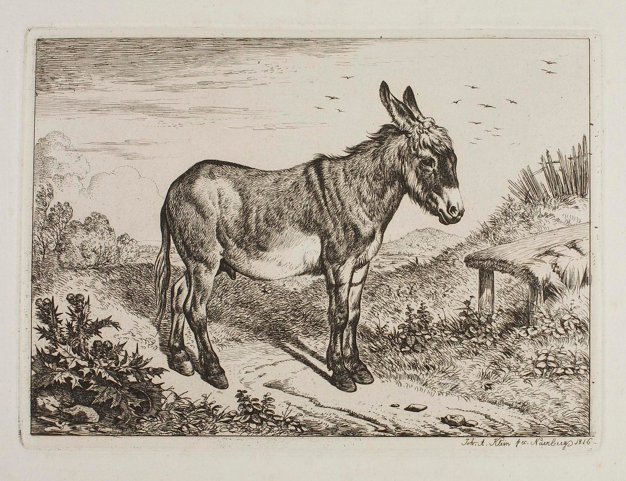 Szamár alkotó: Johann Adam Klein