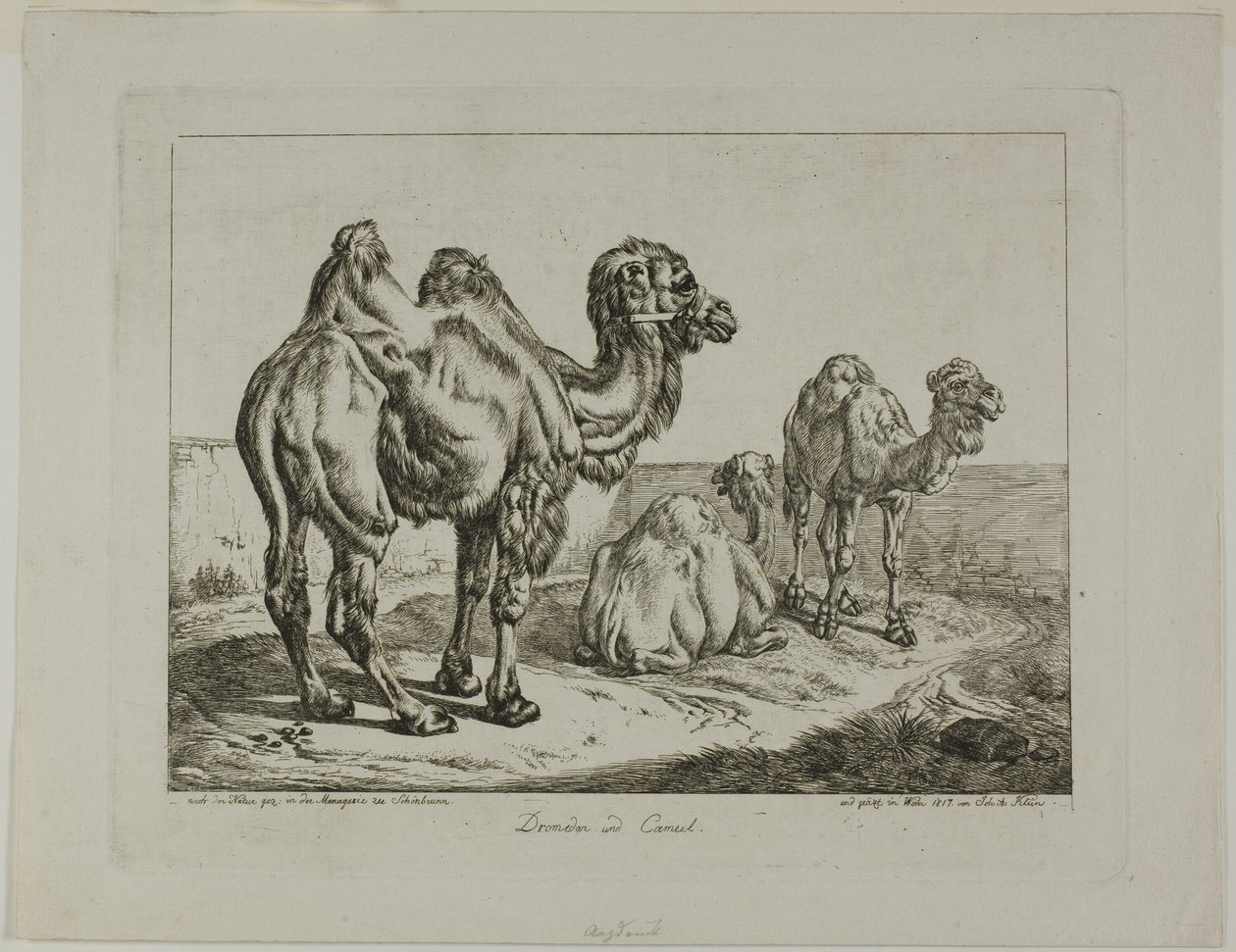 Dromedár és teve alkotó: Johann Adam Klein
