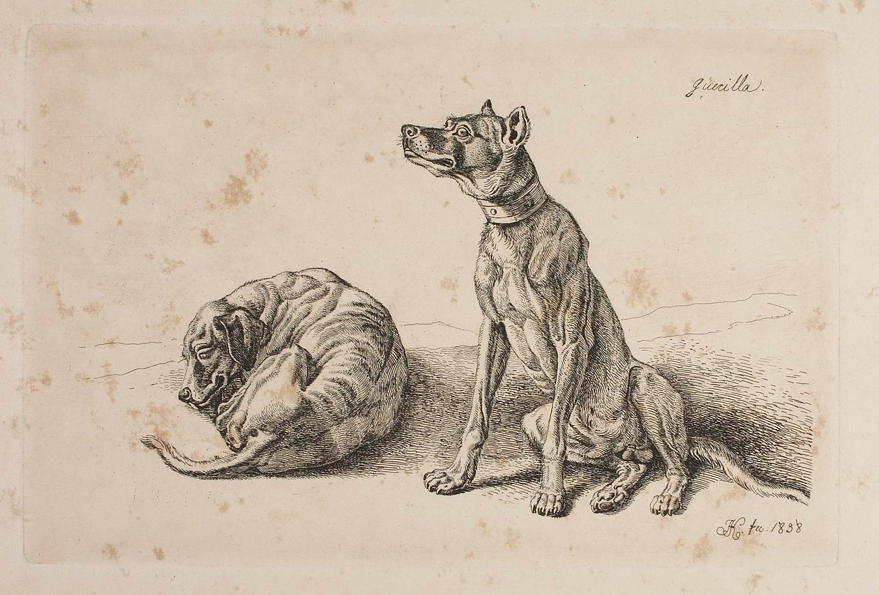 Gerilla, Két kutya alkotó: Johann Adam Klein