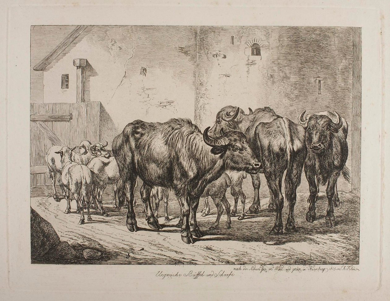 Magyar bölények és juhok alkotó: Johann Adam Klein
