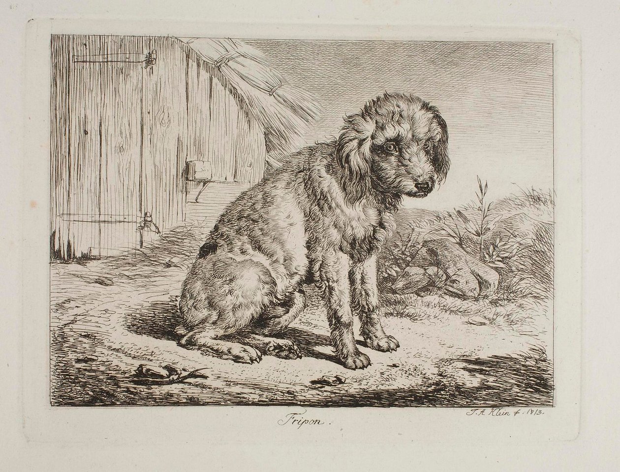Fripon, az uszkár alkotó: Johann Adam Klein