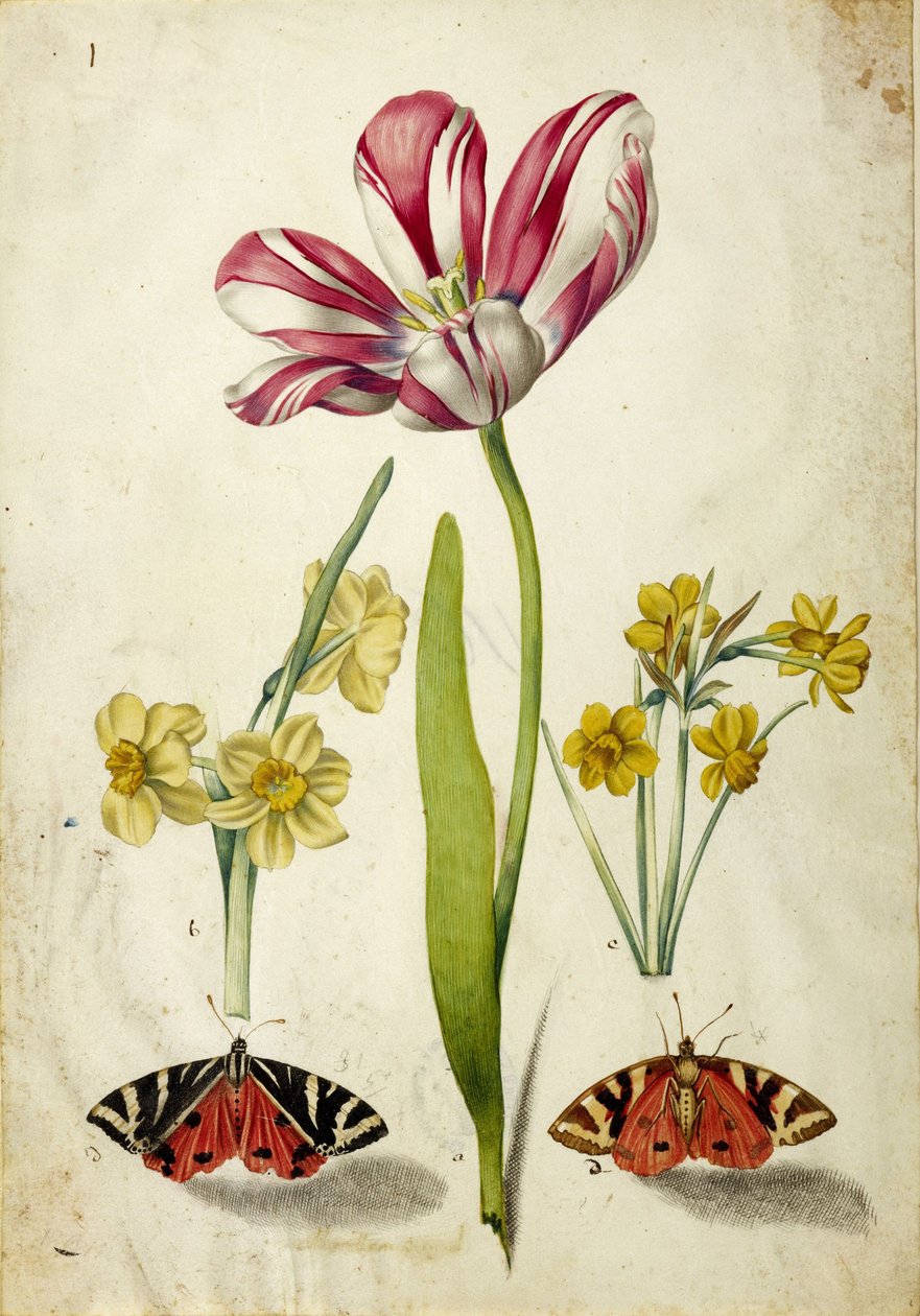 Tulipán, nárcisz és pillangók, c. 1660. alkotó: Johann Bartholomäus Braun