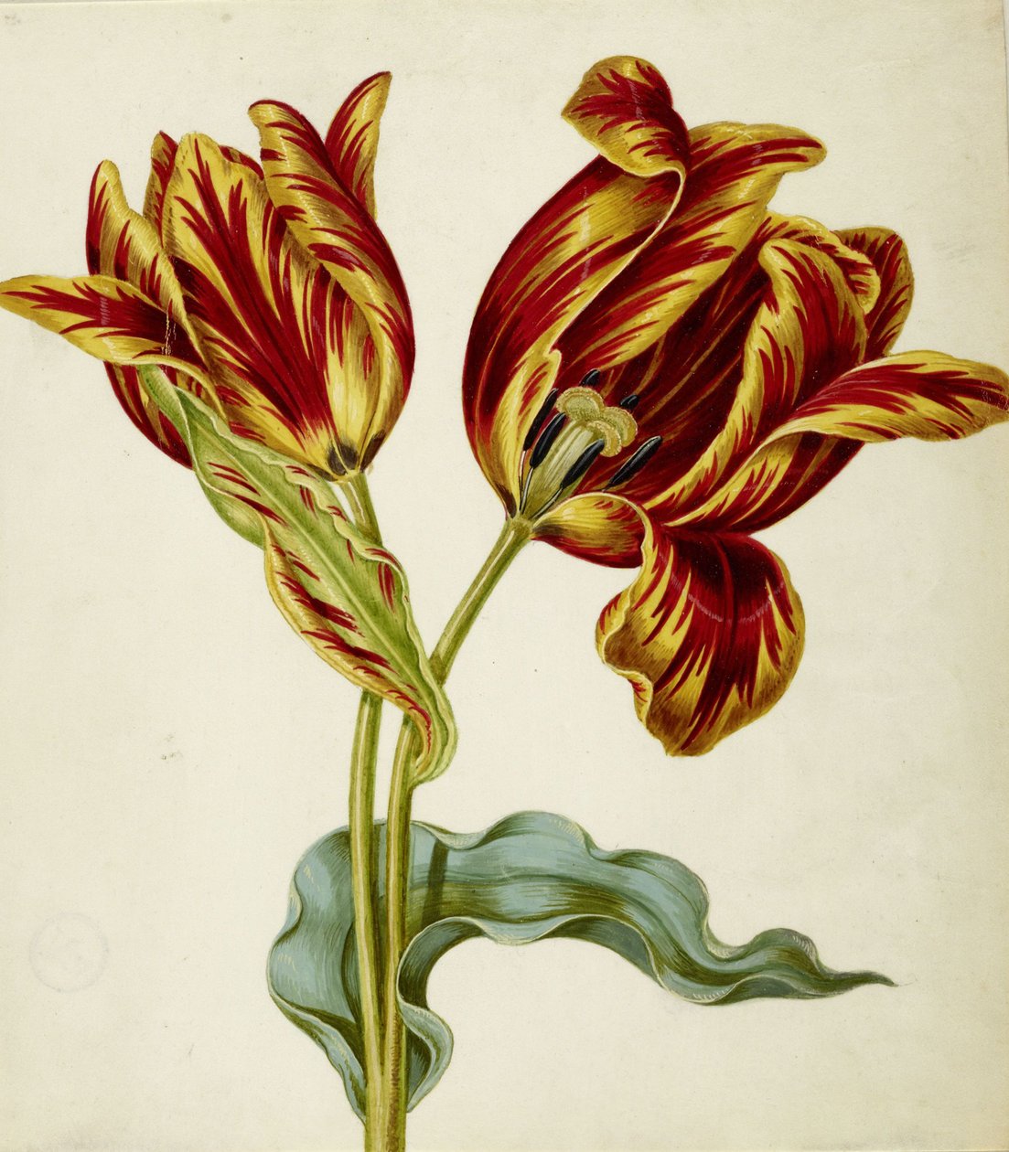 Tulipán, c. 1660. alkotó: Johann Bartholomäus Braun