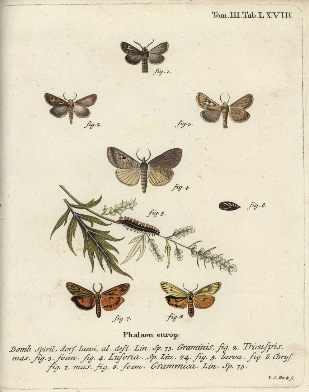 Agancsmoly, Lygephila lusoria és tollas lakáj. alkotó: Johann Carl Bock