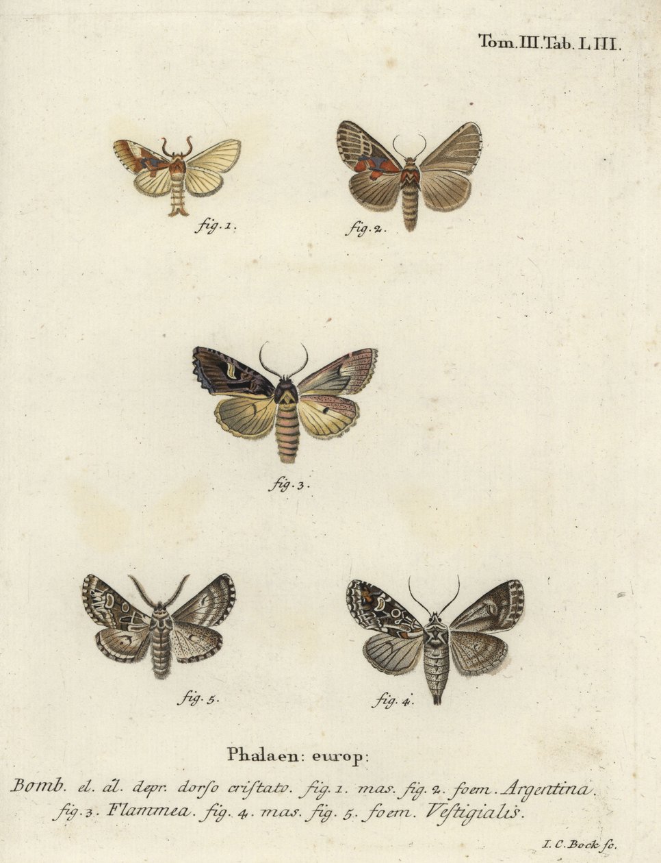 Argentin, lángbrokát és íjász nyíl. alkotó: Johann Carl Bock