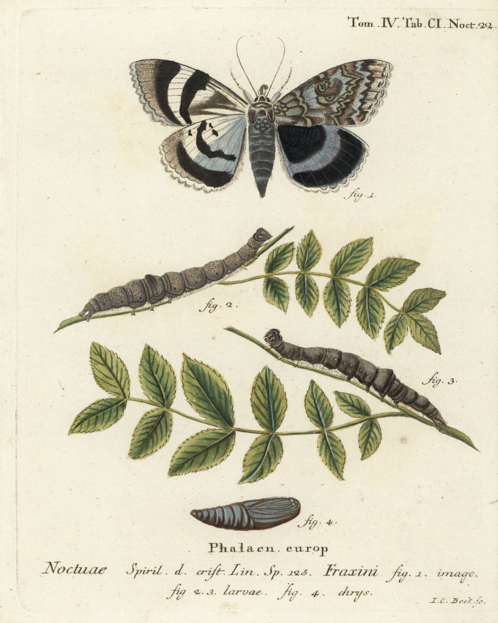 Kék alsószárnyú lepke vagy Clifden nonpareil, Catocala fraxini. Johann Carl Bock kézi színű rézmetszete Eugenius Johann Christoph Esper A pillangók természeti illusztrációkban című műve, Erlangen nyomán alkotó: Johann Carl Bock