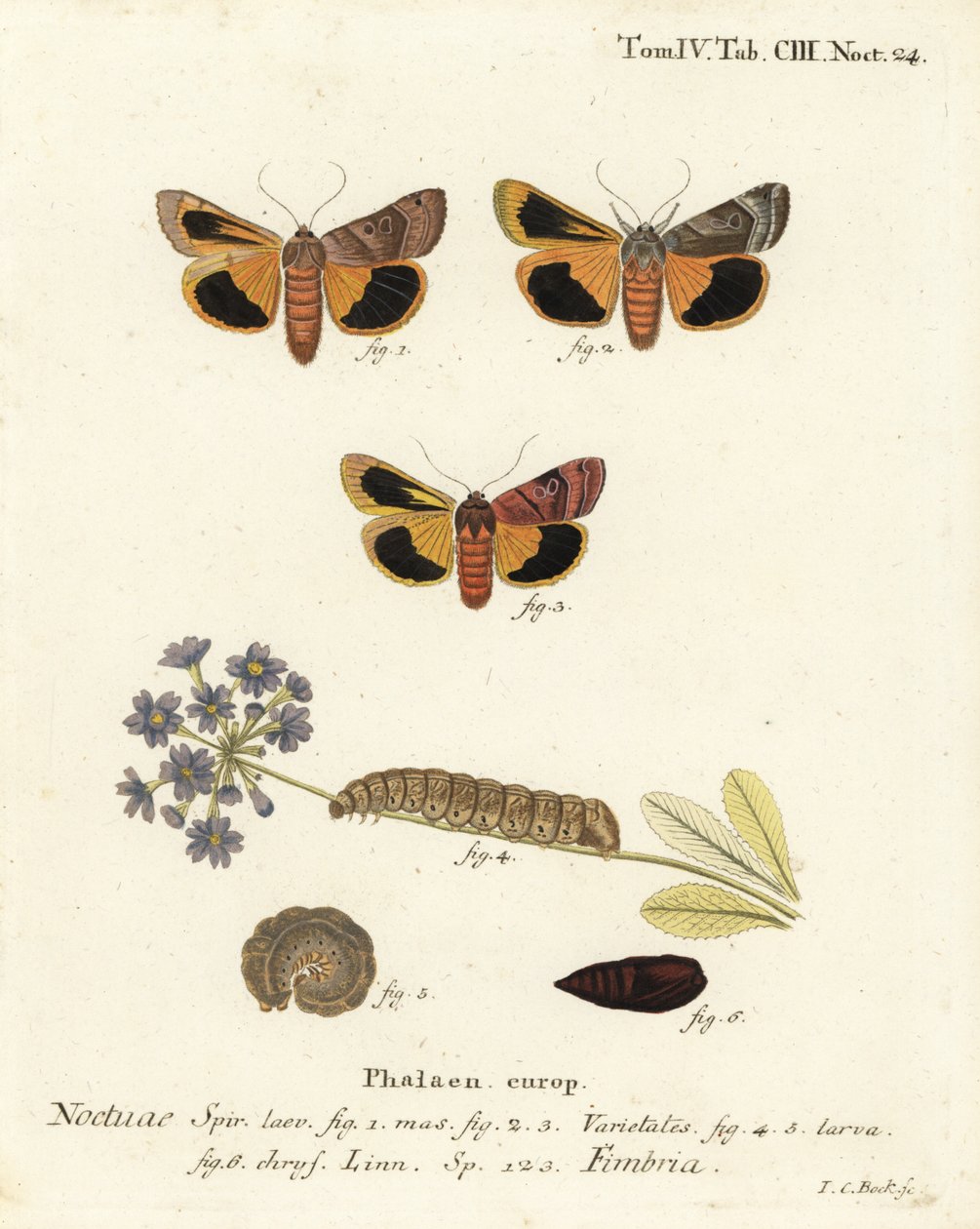 Széles szegélyű sárga alsószárny, Noctua fimbriata. Johann Carl Bock kézi színű rézmetszete Eugenius Johann Christoph Esper A pillangók természeti illusztrációkban című műve, Erlangen nyomán alkotó: Johann Carl Bock