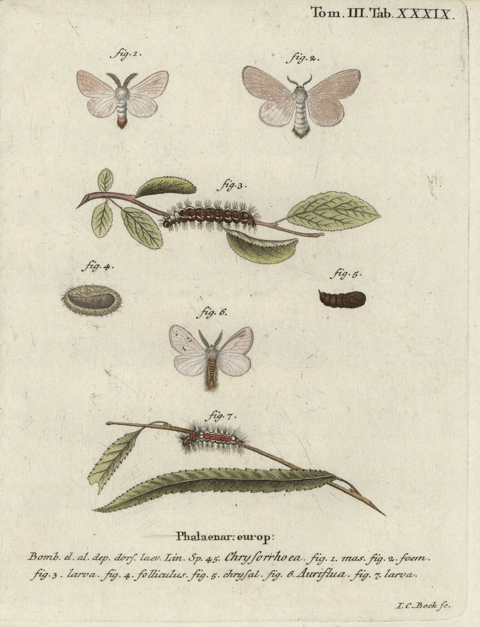 Barnafarkú lepke, Euproctis chrysorrhoea. alkotó: Johann Carl Bock